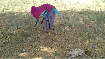 देसी इंडियन बॉयफ्रेंड ने खेत में काम कर रही अपनी गर्म बॉडी वाली प्रेमिका को चोदा