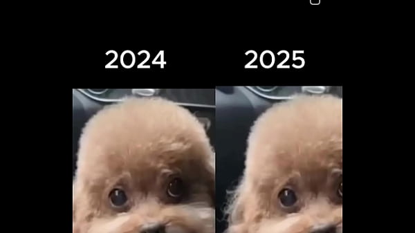 Anjing Cina