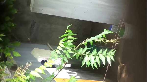 Desi Bhabhi Yang Menggoda Dengan Tubuh Seksi Dan Tatapan Penuh Hasrat